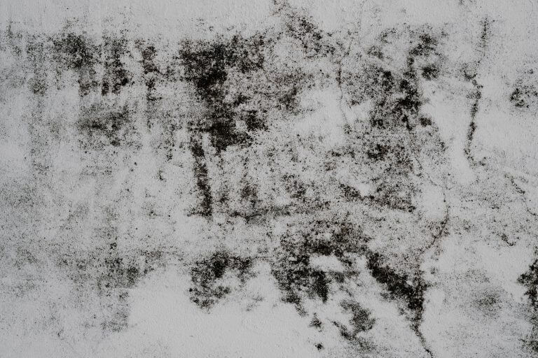 Lee más sobre el artículo Moho en las paredes, por qué aparece y como tratarlo